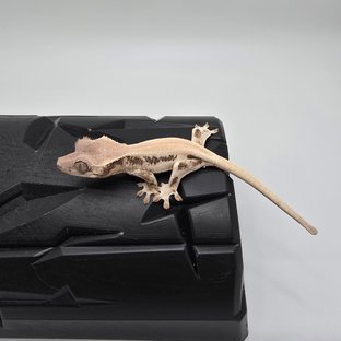 릴리화이트 화이트 솔리드백