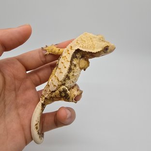 노멀 트라이 익스트림할리퀸