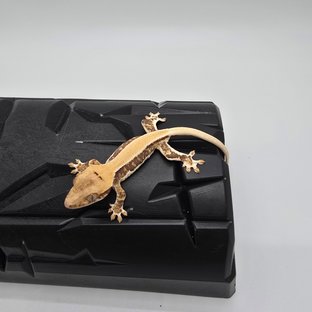 릴리화이트 솔리드백