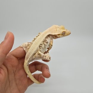 솔리드백 릴리화이트