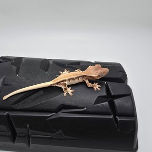 릴리화이트 솔리드백 화이트