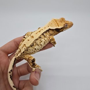 노멀 트라이 익스트림할리퀸 텐저린