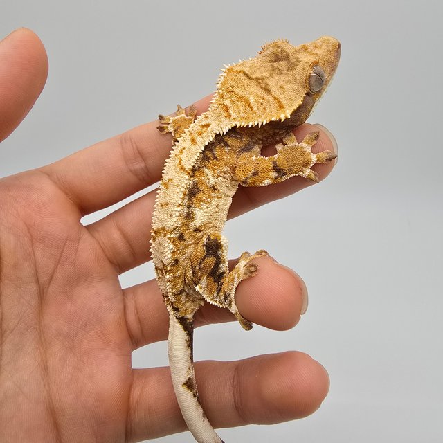 노멀 트라이 익스트림할리퀸 텐저린