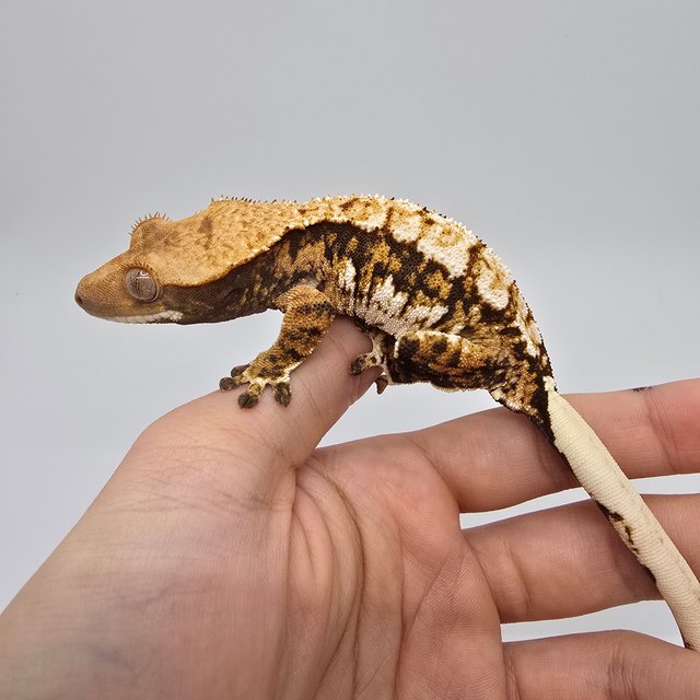 노멀 트라이 익스트림할리퀸