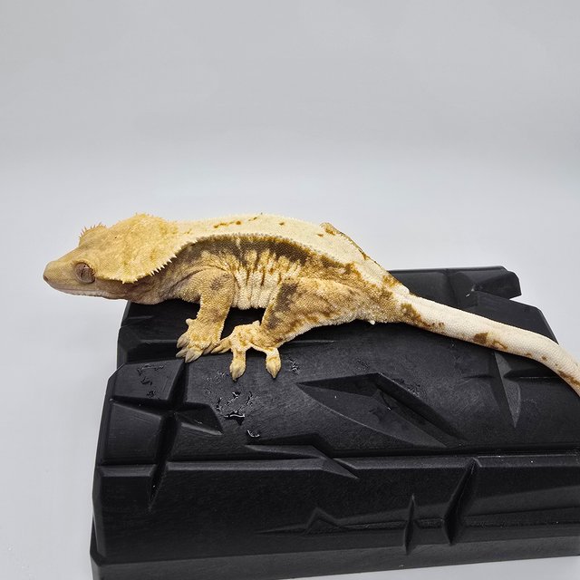 노멀 익스트림할리퀸