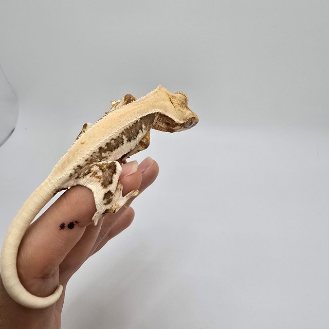 릴리화이트 솔리드백