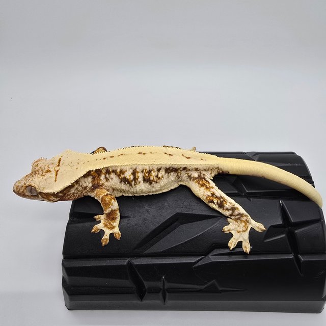 릴리화이트 트라이 텐저린