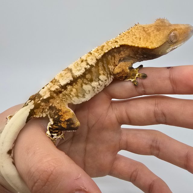 노멀 트라이 익스트림할리퀸