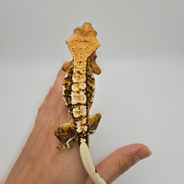 노멀 트라이 익스트림할리퀸