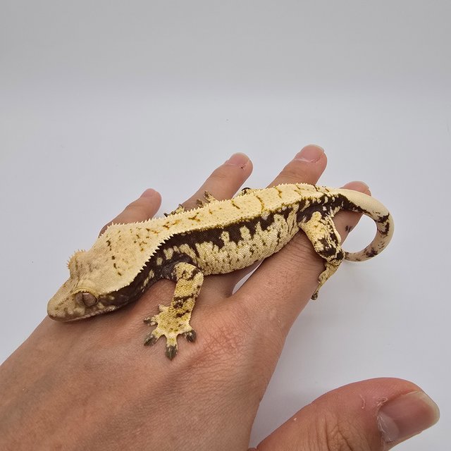 노멀 트라이 화이트