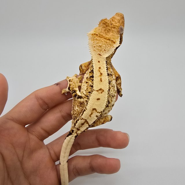 노멀 트라이 익스트림할리퀸 텐저린