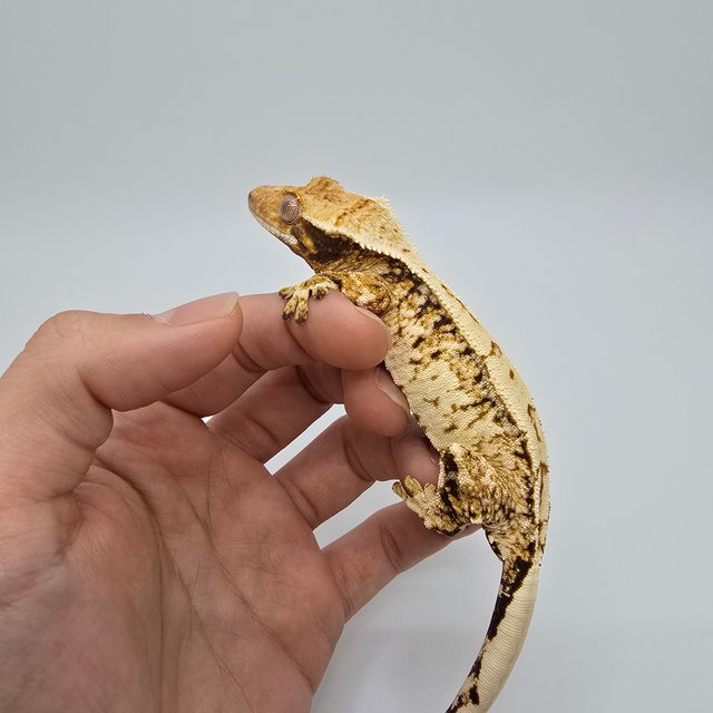 노멀 트라이 익스트림할리퀸 텐저린