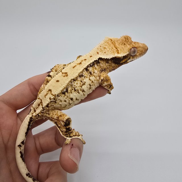 노멀 트라이 익스트림할리퀸 텐저린