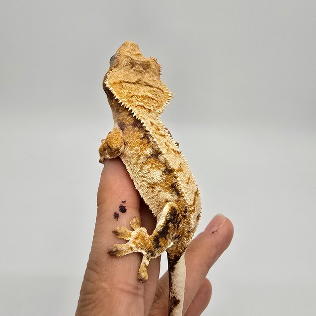 노멀 트라이 익스트림할리퀸 텐저린