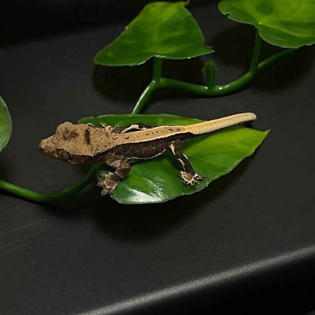 릴리100%헷아잔틱