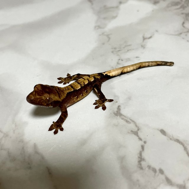 100%헷아잔틱 세이블