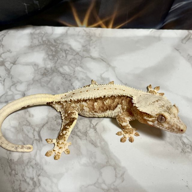 릴리100%헷아잔틱