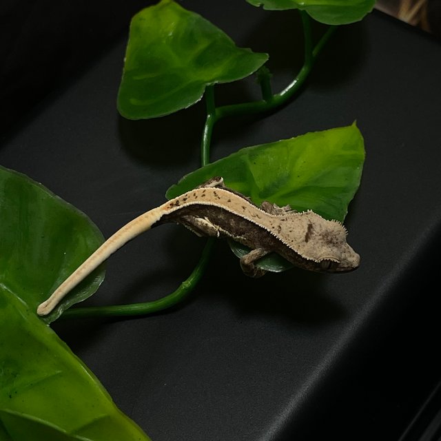 릴리100%헷아잔틱