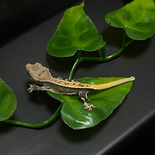 릴리100%헷아잔틱