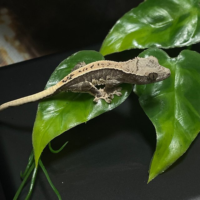 릴리100%헷아잔틱