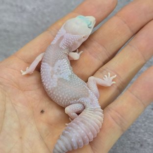 아멜라니스틱 오레오 헷 패턴리스