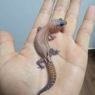 패턴리스 헷 아멜라니스틱