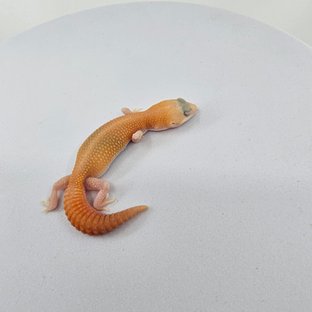 아멜라니스틱 패턴리스