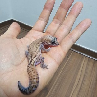 패턴리스 헷 아멜라니스틱