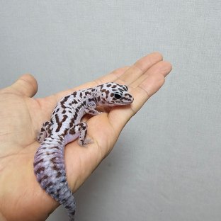 오레오 화이트아웃 패턴리스