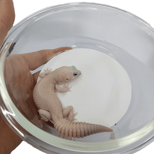 아멜라니스틱 오레오 패턴리스