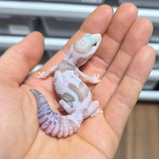 화이트아웃 아멜라니스틱 오레오 헷 패턴리스