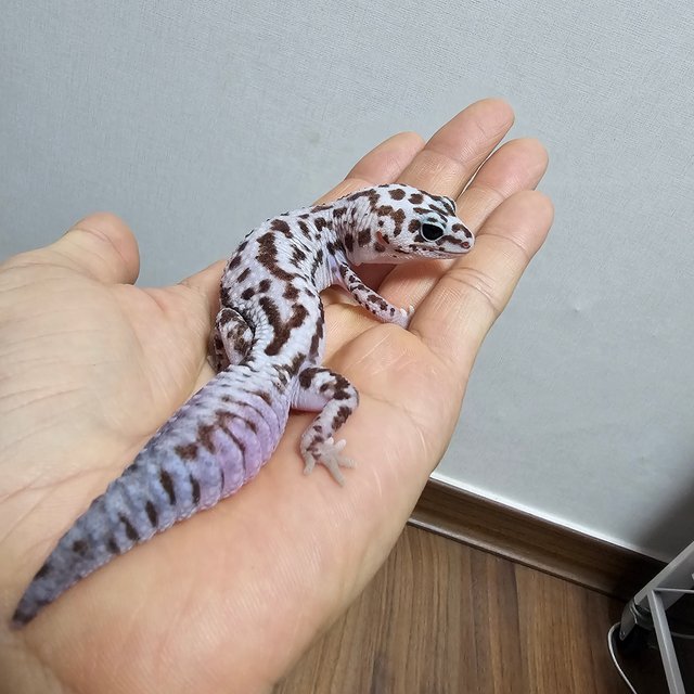 화이트아웃 오레오 패턴리스