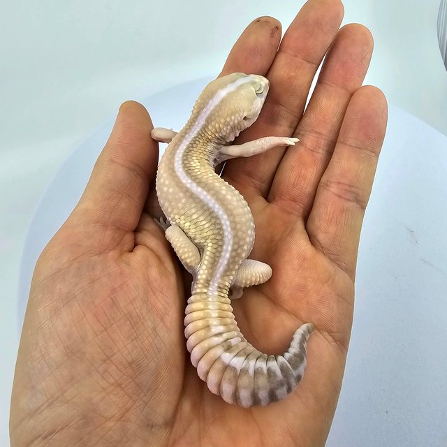 화이트아웃 아멜라니스틱 오레오 패턴리스