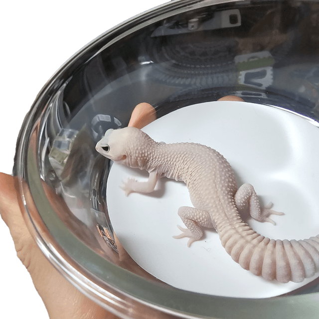 아멜라니스틱 오레오 패턴리스