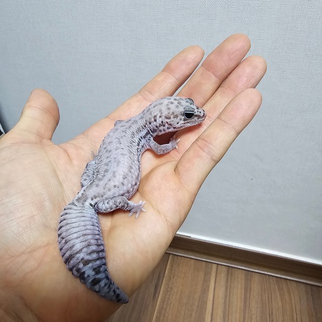 오레오 패턴리스 헷 고스트