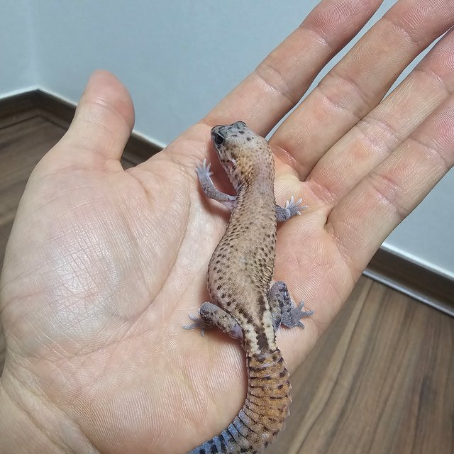 패턴리스 헷 아멜라니스틱