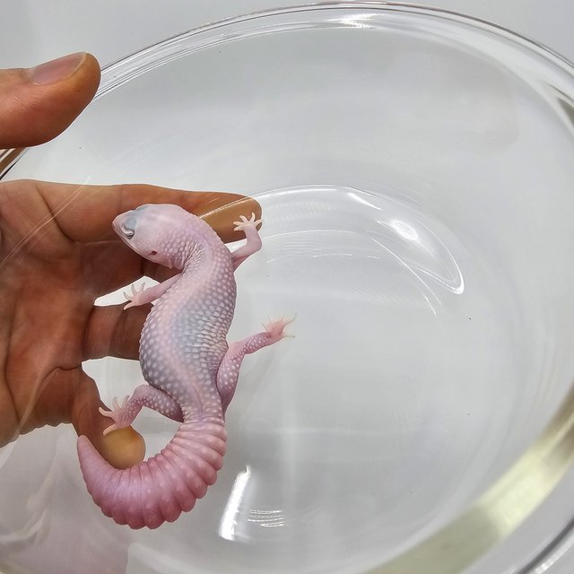 아멜라니스틱 카라멜 오레오 헷 줄루