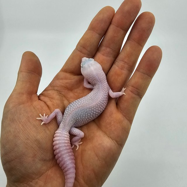 아멜라니스틱 카라멜 오레오 헷 줄루