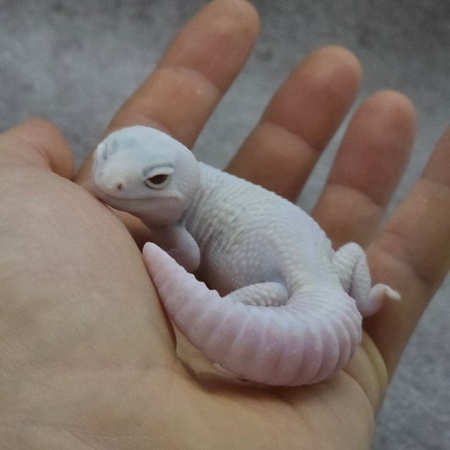 아멜라니스틱 카라멜 오레오 헷 줄루