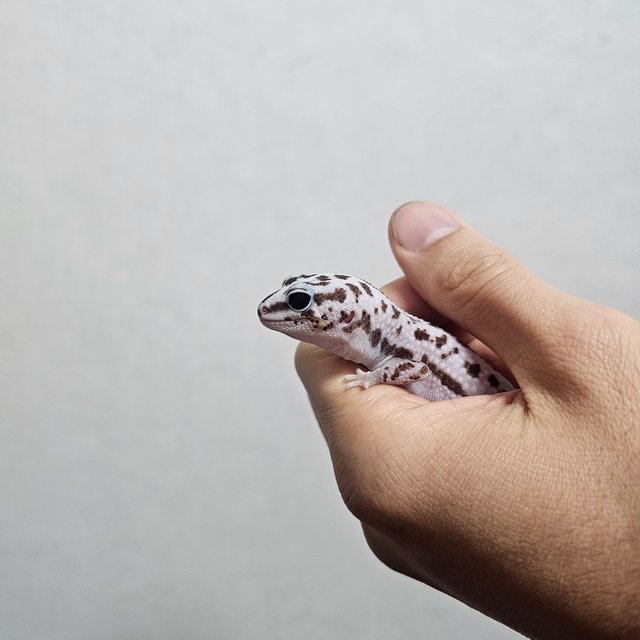 화이트아웃 오레오 패턴리스