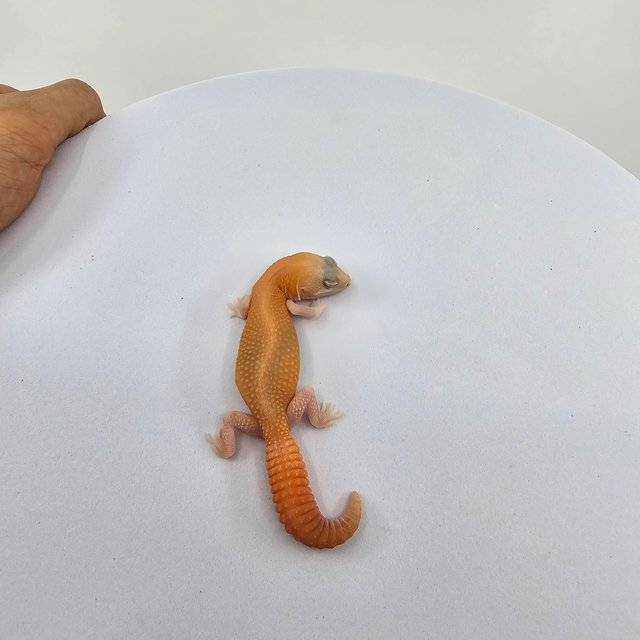 아멜라니스틱 패턴리스