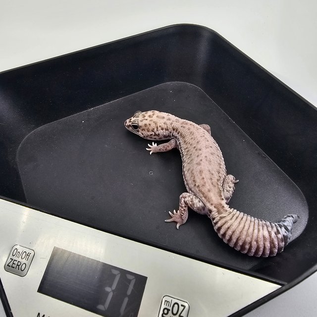 오레오 패턴리스 헷 고스트