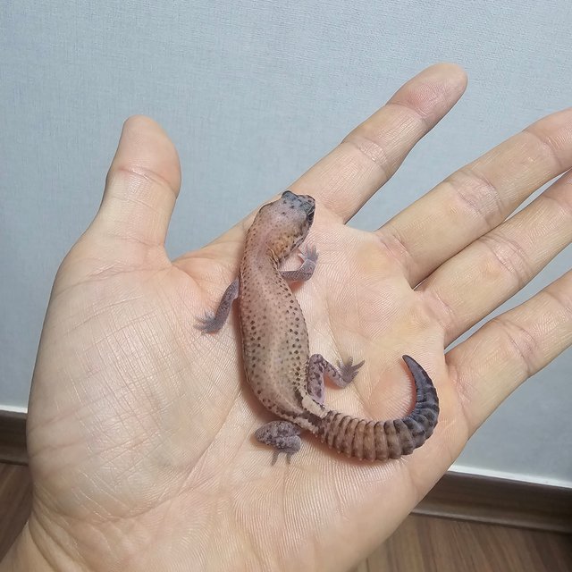 패턴리스 헷 아멜라니스틱