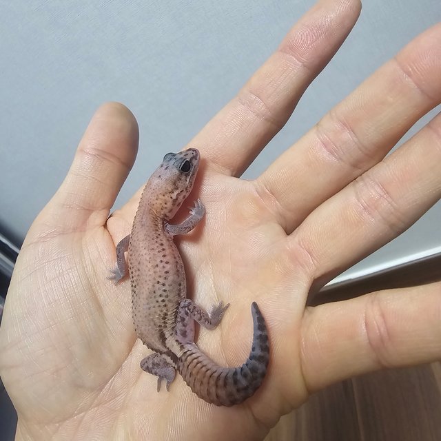 패턴리스 헷 아멜라니스틱