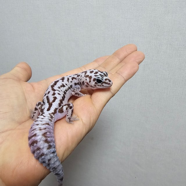 화이트아웃 오레오 패턴리스