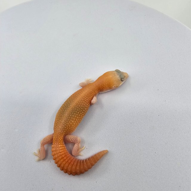 아멜라니스틱 패턴리스