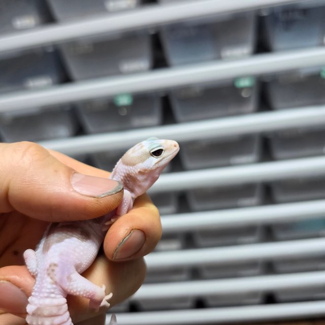 화이트아웃 아멜라니스틱 오레오 헷 패턴리스