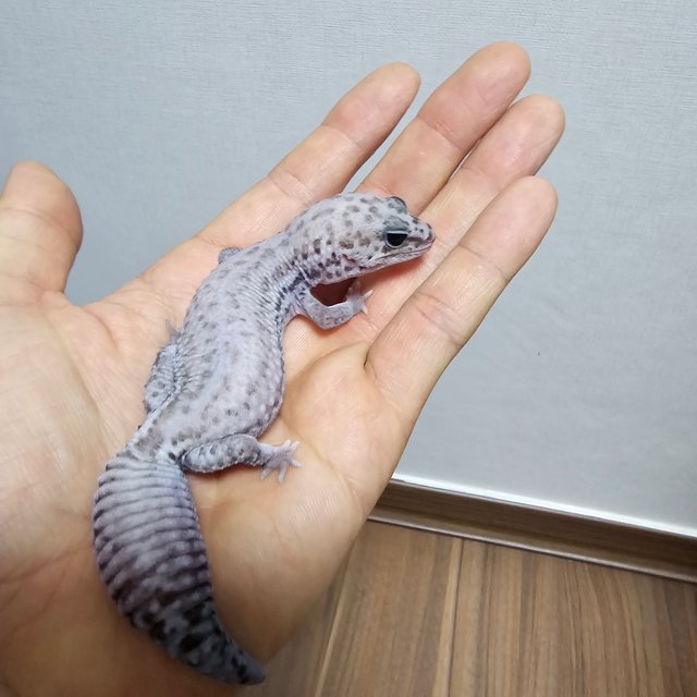 오레오 패턴리스 헷 고스트