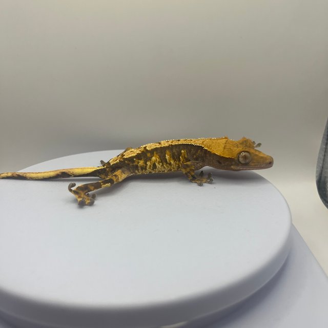 노멀 트라이 익스트림할리퀸