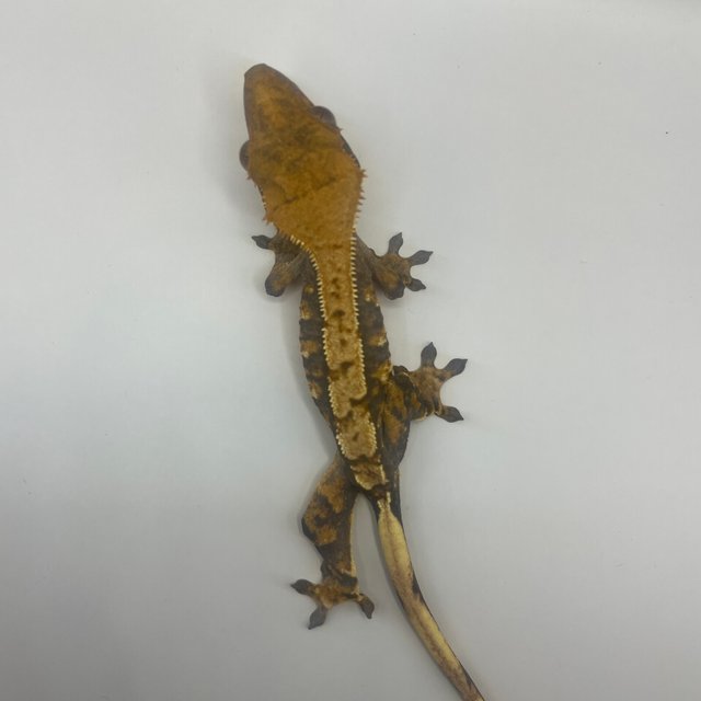 트라이 익스트림할리퀸